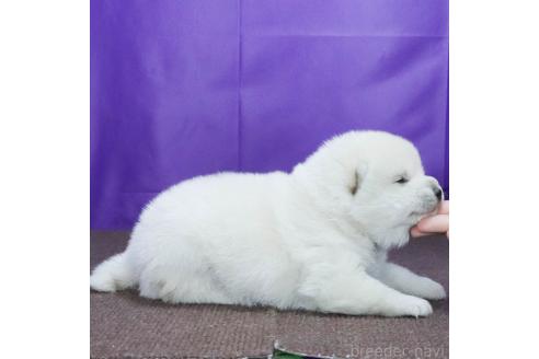 成約済の愛知県の柴犬-369454の2枚目
